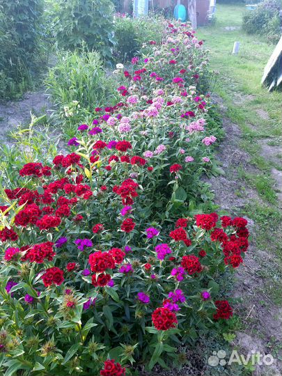 Семена циннии и гвоздики турецкой