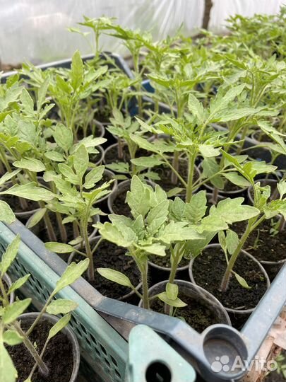 Рассада помидор и огурцов