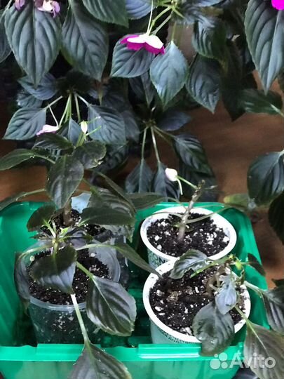 Бальзамин ванька мокрый