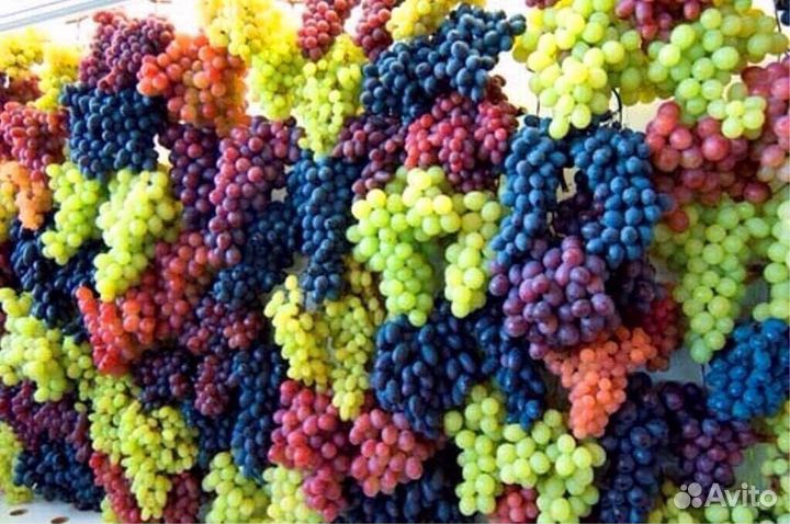 Саженцы плодово-ягодные