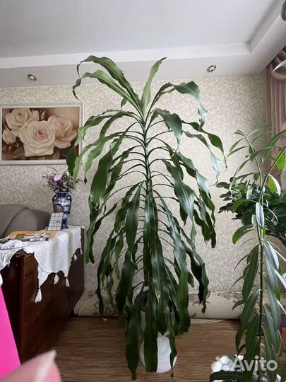 Драцена пальма