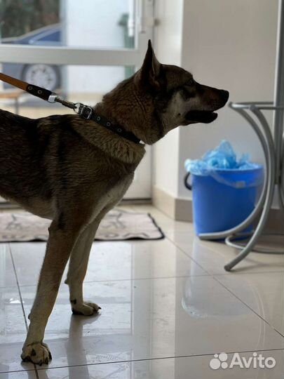 Собака умер хозяин