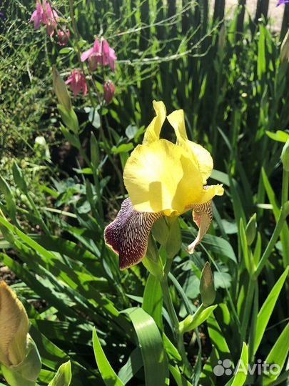 Ирисы сортовые