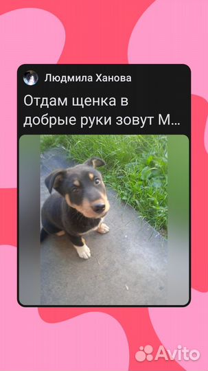 Отдам щеночка в добрые руки