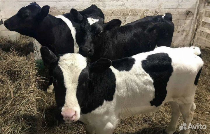 Телята бычки