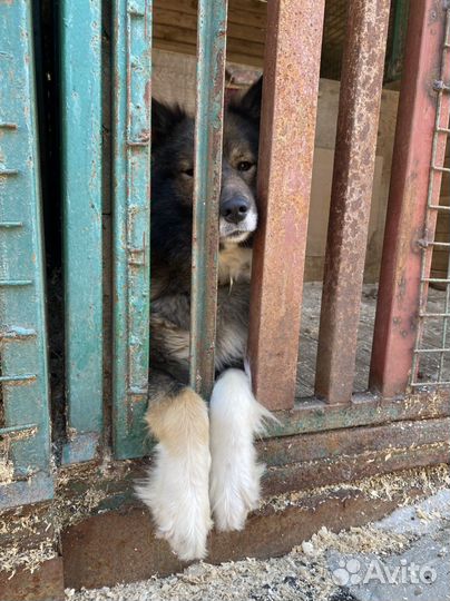 Помоги собакам из приюта