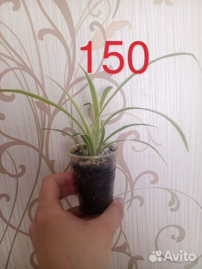 Продам цветы домашние