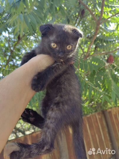 Котята 2х мес в добрые руки даром