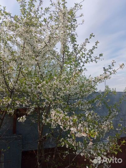 Саженцы вишни владимирской,молодежной