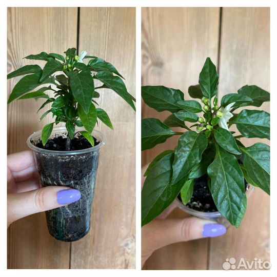 Декоративный перец, семена, кустики с плодами