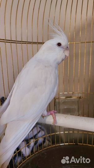 Попугай корелла мальчик альбинос