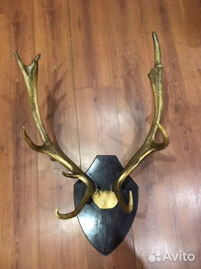 Рога оленя