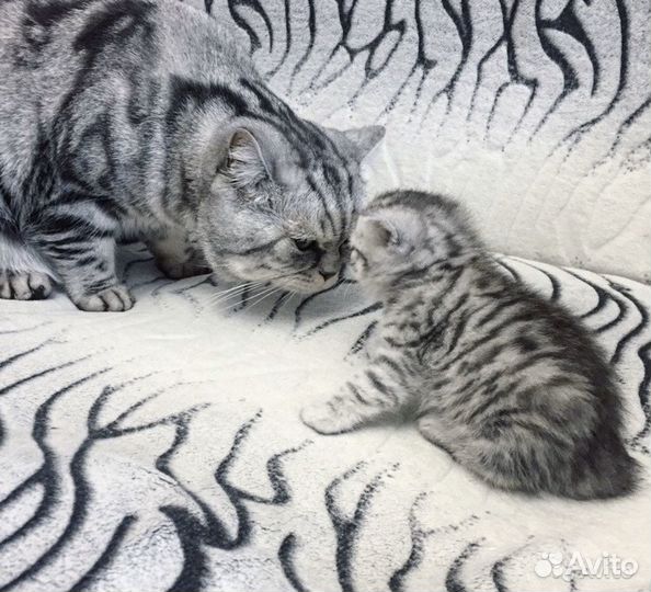 Кот для вязки