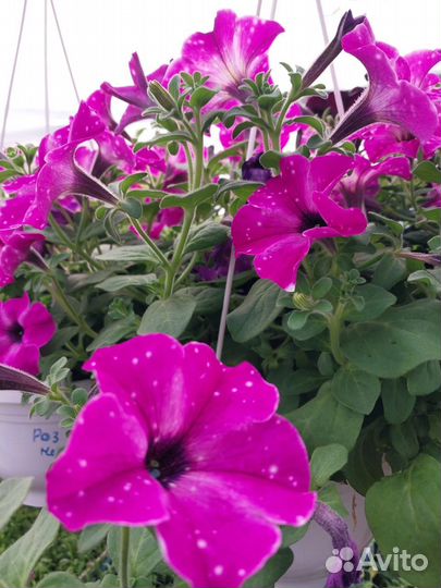 Вегетативные петунии, калиброшки и другие цветы