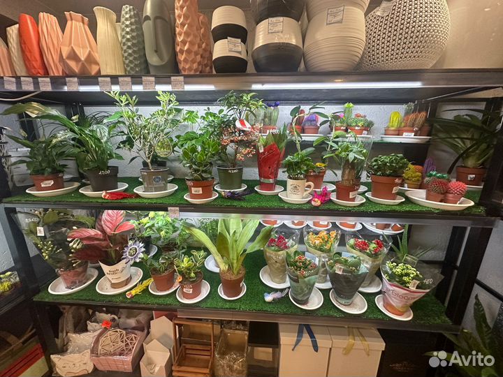 Цветы домашние в горшках