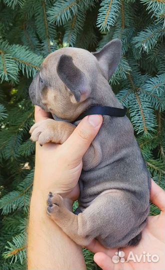 Французский бульдог голубой соболь