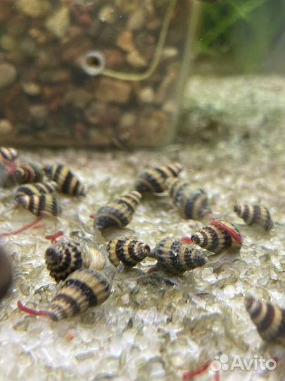 Улитки Хелена