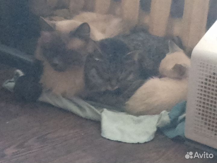 Невский маскарадный котёнок, идеальный подарок