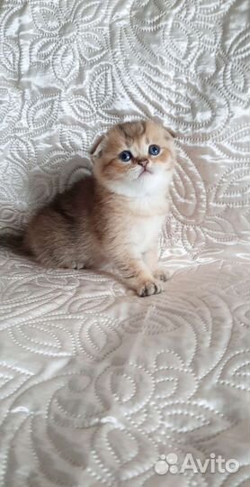 Шотландские котята