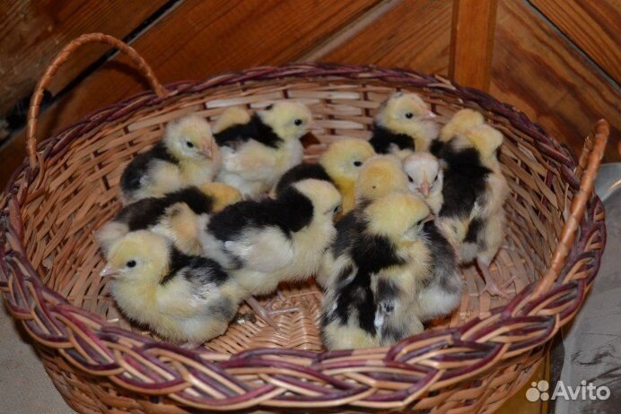 Яйцо перепелинное на инкубацию