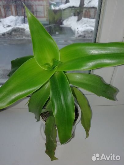 Лечебный золотой ус