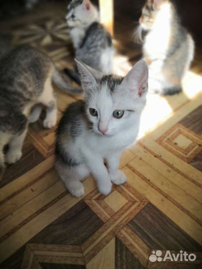 Котята 3 месяца