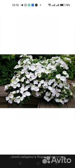 Гибискус,Инжир,Гранат,Гинкго Гортензия Бесконечное