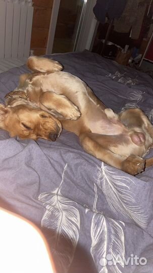 Отдадим бесплатно щенка