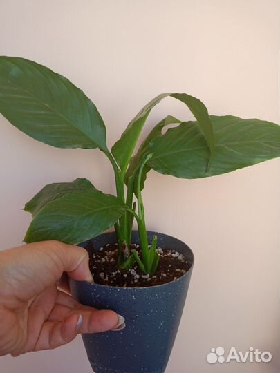 Спатифиллум, бегония, герань