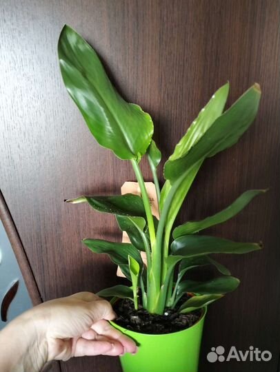 Стрелиция королевская