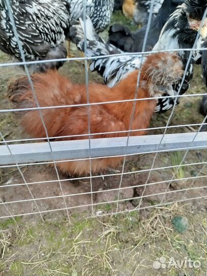 Петушки породные