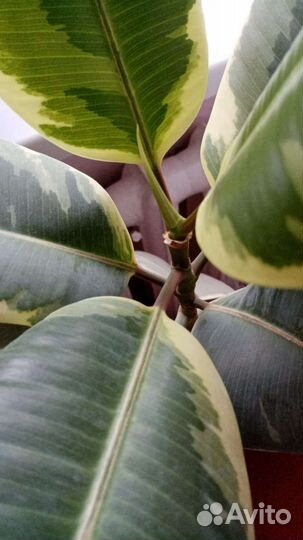 Фикус каучуконосный вариегатный