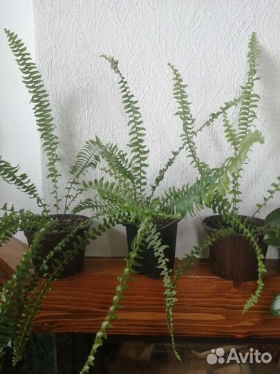 Папоротник карликовый