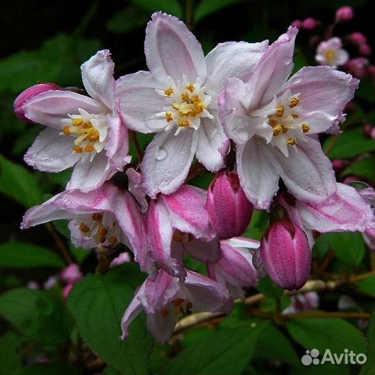 Дейция гибридная Меджисен (1 саж.; 15-20 см)