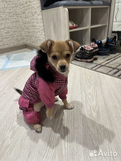 Щенок (Девочка) в добрые руки, помесь рассела