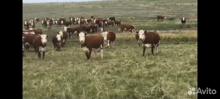 Племенные нетели оптом