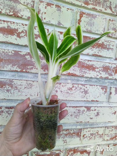 Аглаонема Lipstick Green