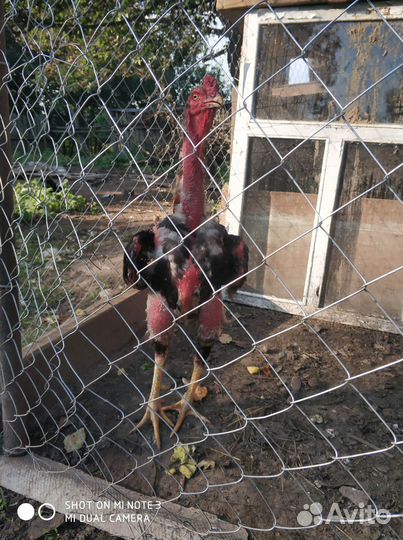 Бойцовые куры