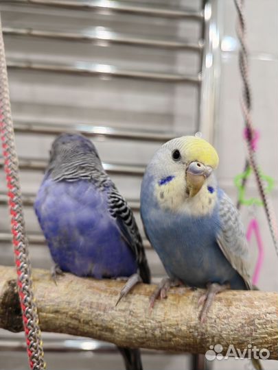 Волнистые попугаи пара