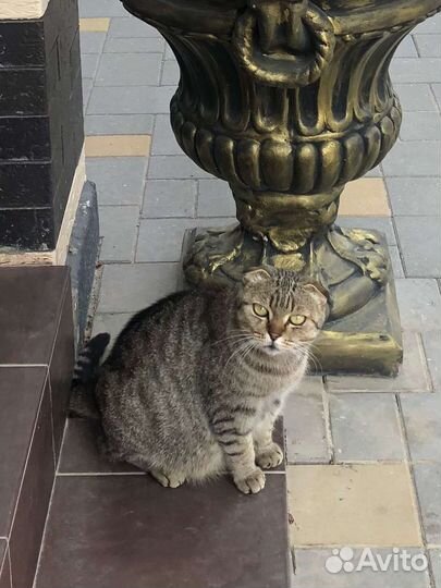 Котята британской кошки