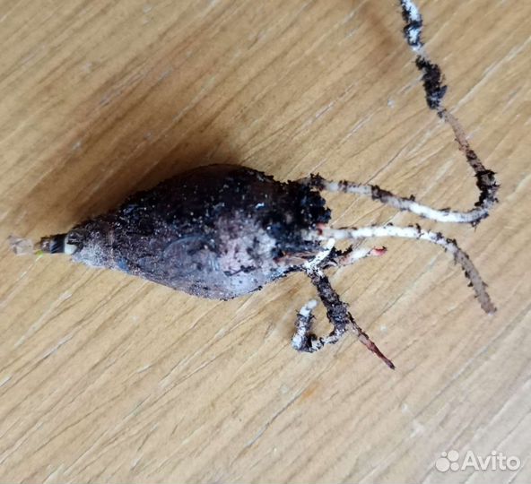 Зефирантес (дождевая лилия)