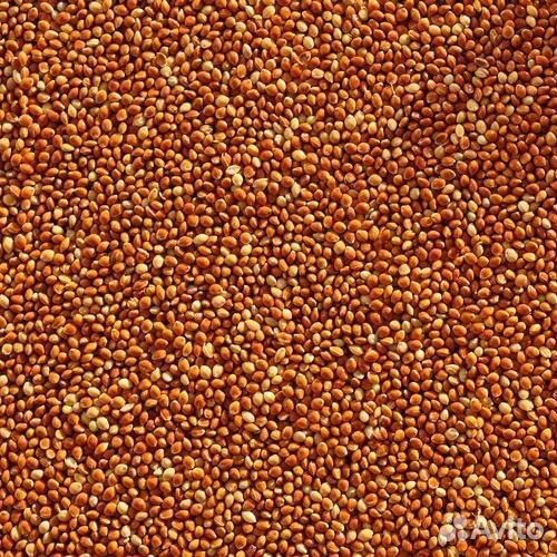 Просо (красное)