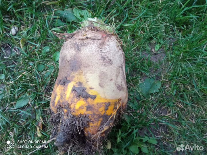 Семена кормовой свеклы