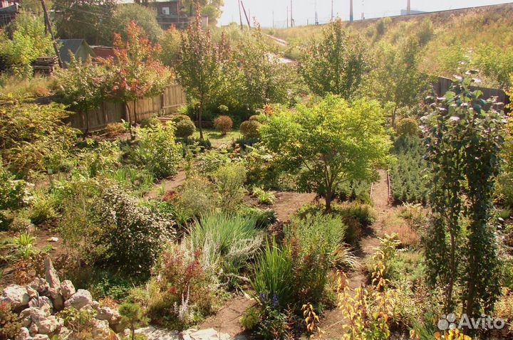 Саженцы деревьев, кустов и многолетних цветов