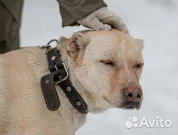 Гретта - мечтает о доме и любимом человеке