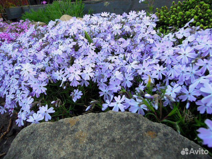 Флокс шиловидный Бонита и Эмеральд блу