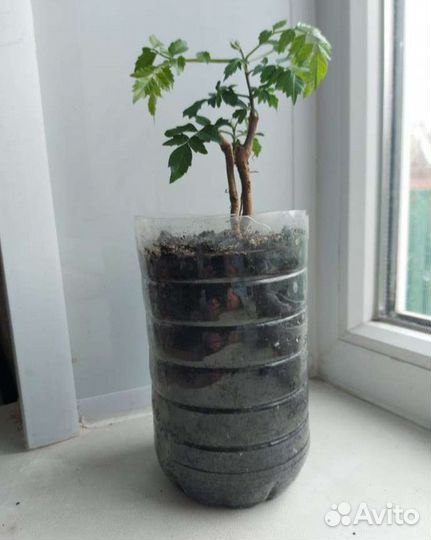 Саженцы кампсиса