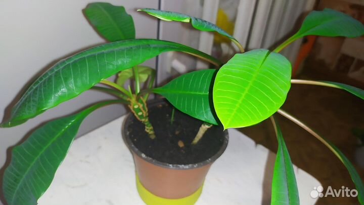 Комнатный цветок с горшком Молочай беложилковый