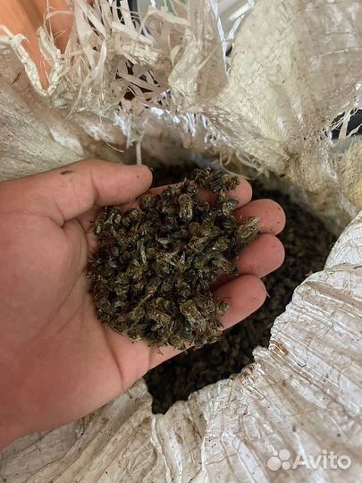 Продаю пчелиный подмор оптом