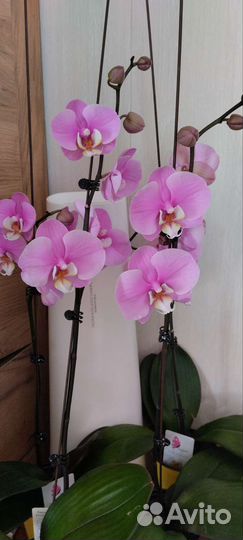 Орхидея цветущая